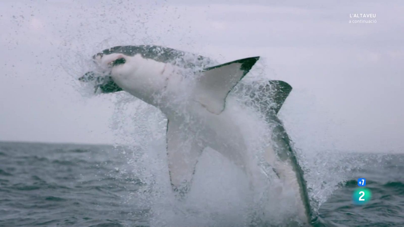 Grans documentals - Camps de batalla naturals: aigües perilloses - Veure Ara