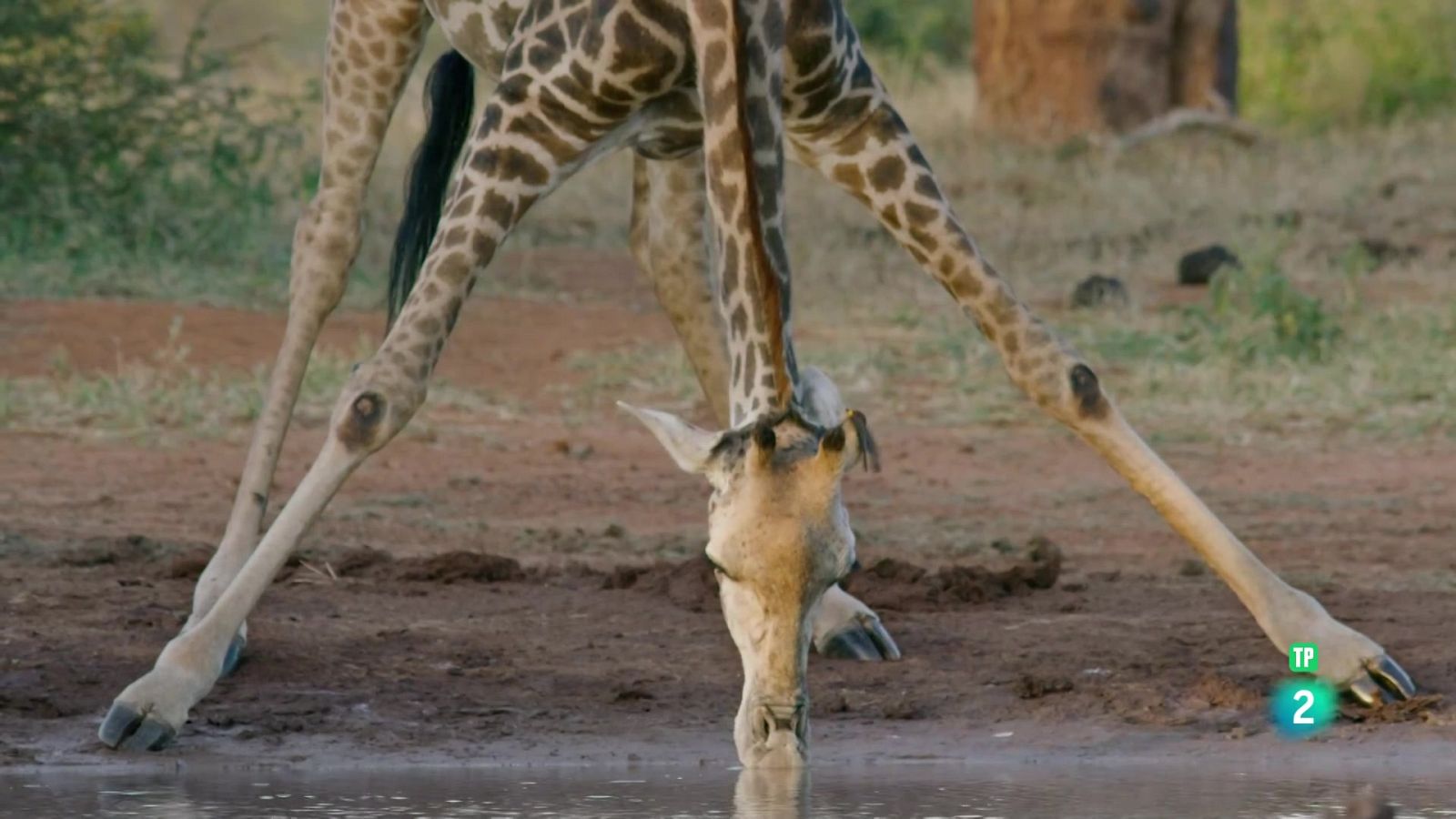 Grans documentals - Hi havia una vegada a Tsavo: supervivència - Veure Ara
