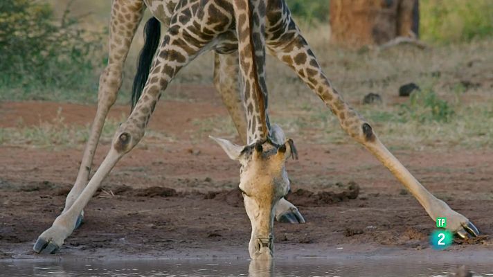 Som Documentals - Hi havia una vegada a Tsavo: supervivència