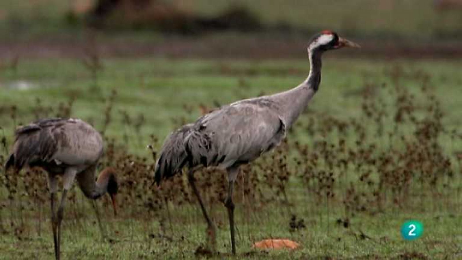 Biodiario - 08/01/13 - ver ahora