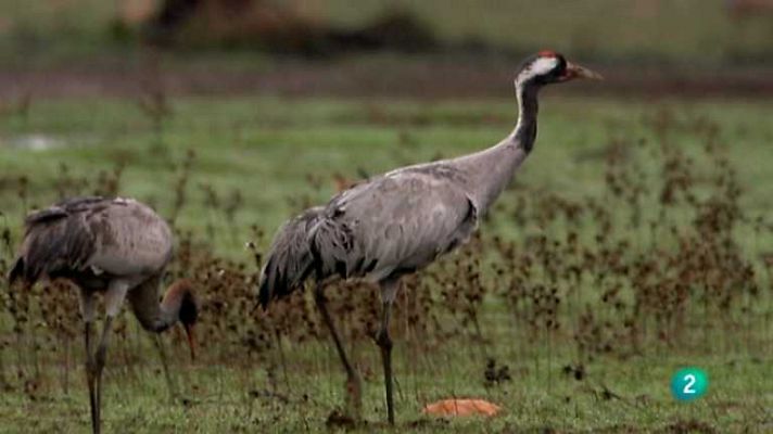 Biodiario - Biodiario - 08/01/13