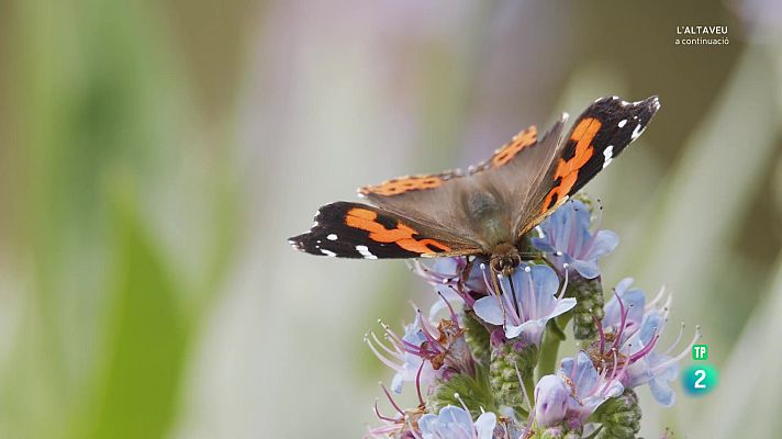 Som Documentals - Garajonay: el bosc primogènit d'Europa