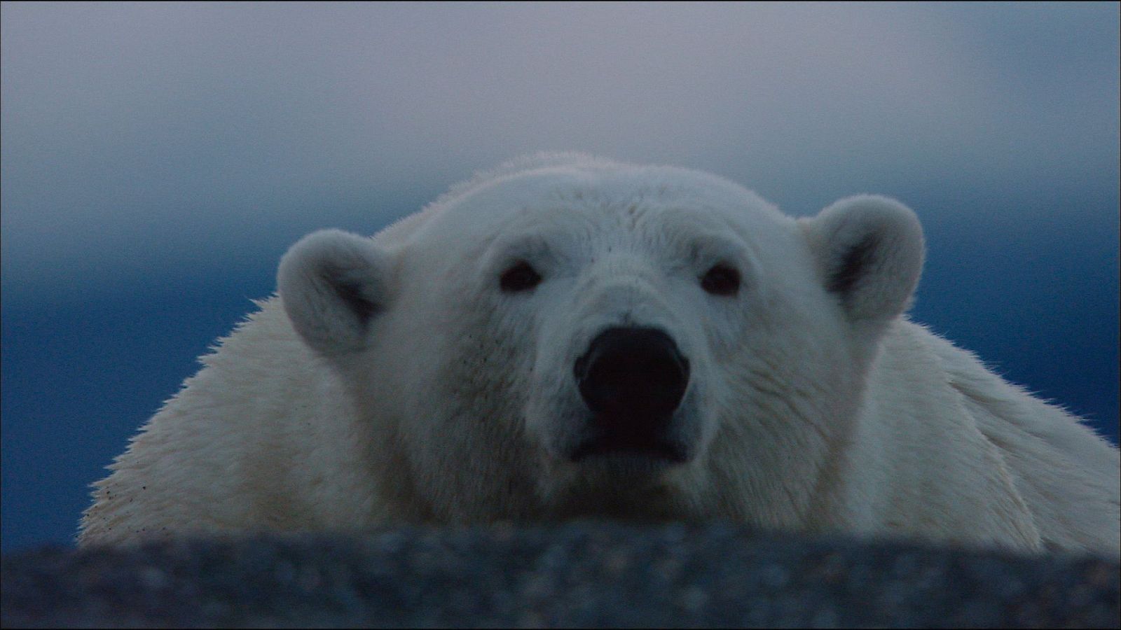 Somos Documentales - Animales Imbatibles - ver ahora
