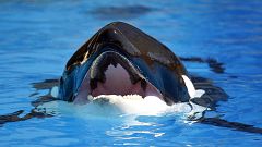 Investigadores han conseguido aislar 17 palabras de sonidos de las orcas