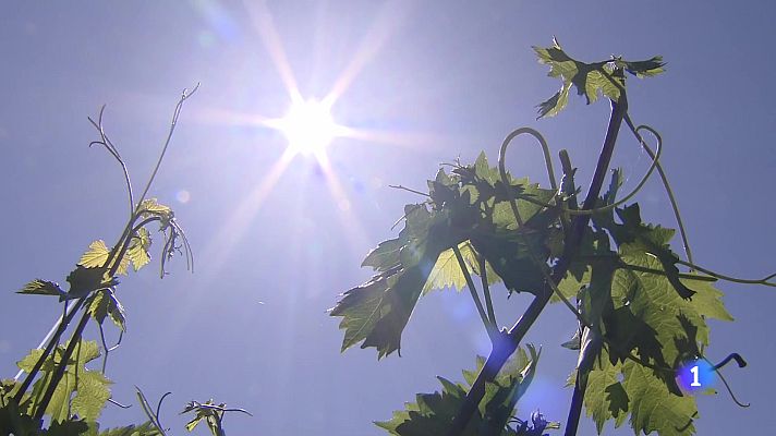 Informativo Telerioja - Informativo Telerioja - 25-02-2025