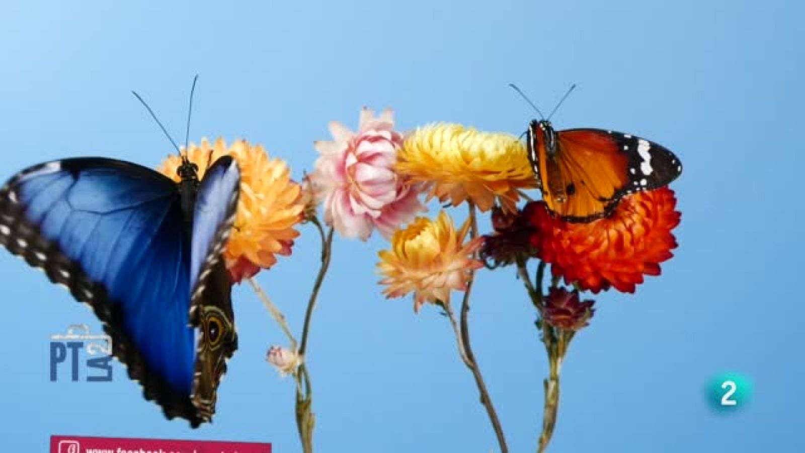 Animales de camuflaje. Sección con Evelyn Segura - Para todos La 2 | Ver