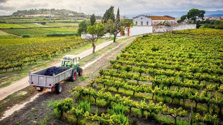 Telediario 1 - Cae el número de explotaciones en el campo y perviven las de mayor tamaño
