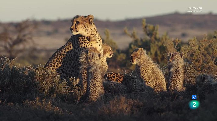 Som Documentals - Una manada de guepards: dues mares i nou cadells
