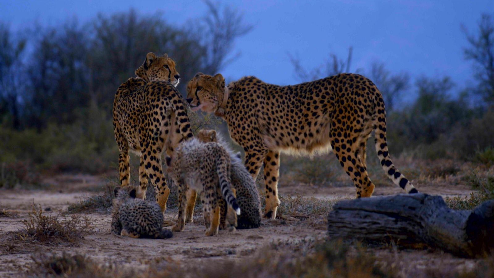 Una manada de guepardos - Episodio 2 : La lucha por la supervivencia - ver ahora