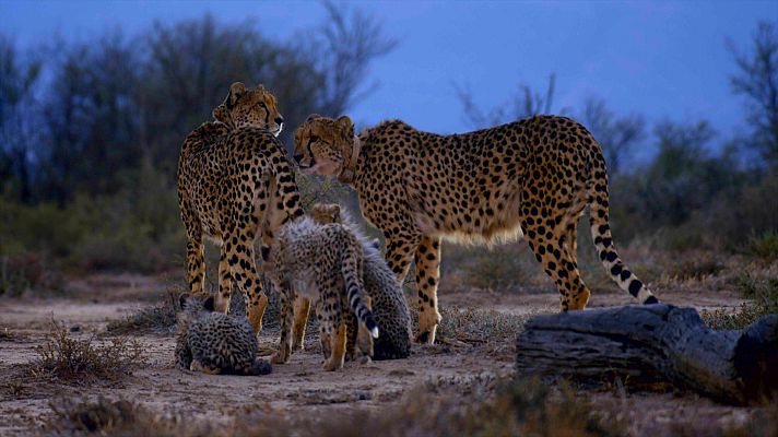 Una manada de guepardos - La lucha por la supervivencia