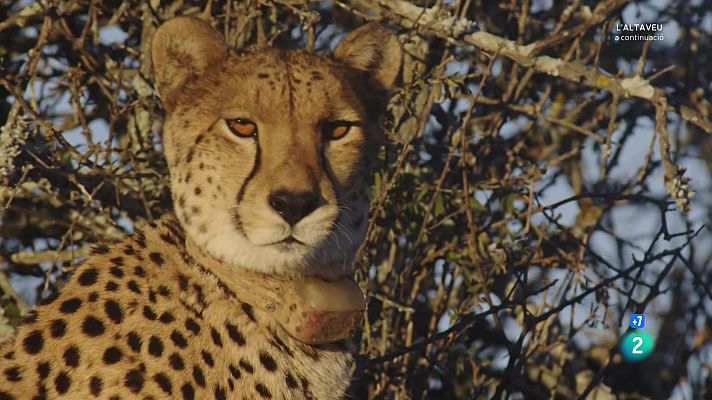 Som Documentals - Una manada de guepards: la lluita per la supervivència