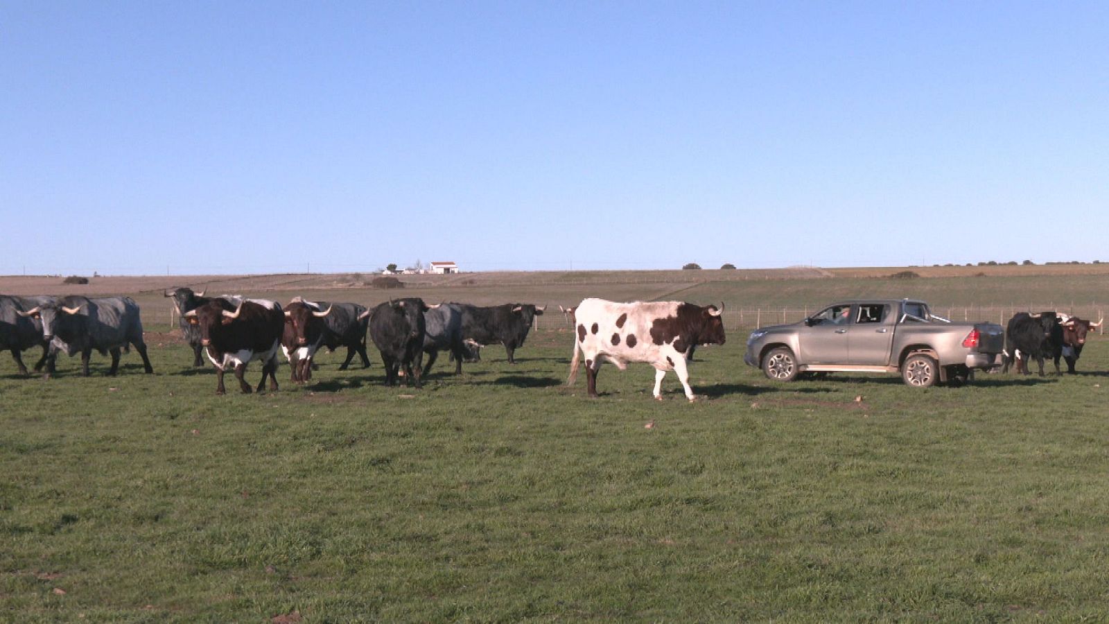 Comando actualidad - Animal de bellota - ver ahora