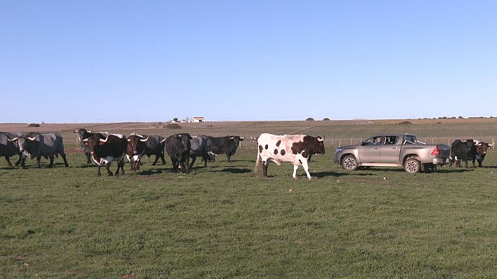 Comando Actualidad - Animal de bellota