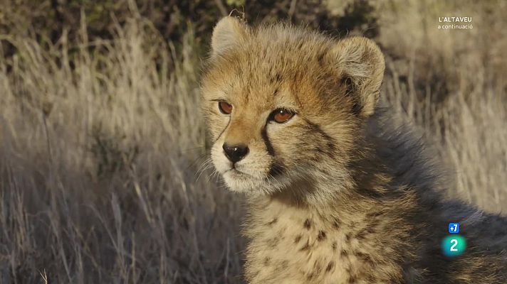 Som Documentals - Una manada de guepards: separacions i retrobaments