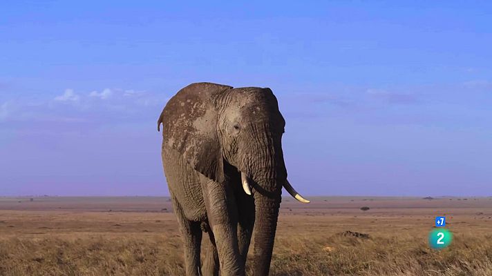 Som Documentals - El Serengeti