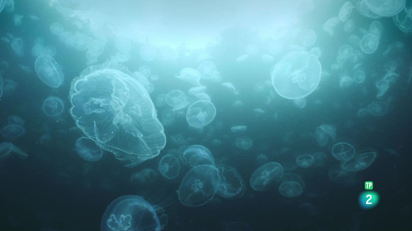 Grans documentals: El cercle màgic de l'escull: el cinturó de foc - Veure Ara