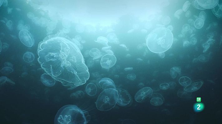 Som Documentals - El cercle màgic de l'escull: el cinturó de foc