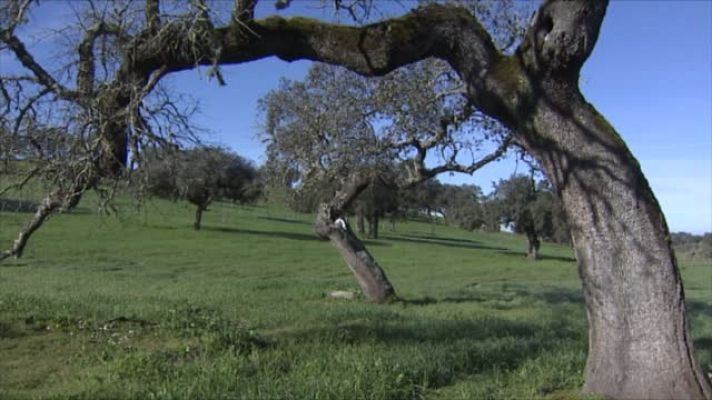  - La devastación de la Seca en la dehesa andaluza