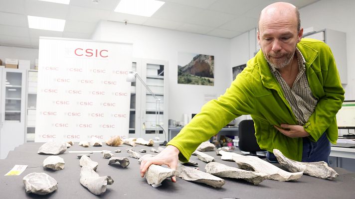 Descubren las primeras hachas de hueso de la historia