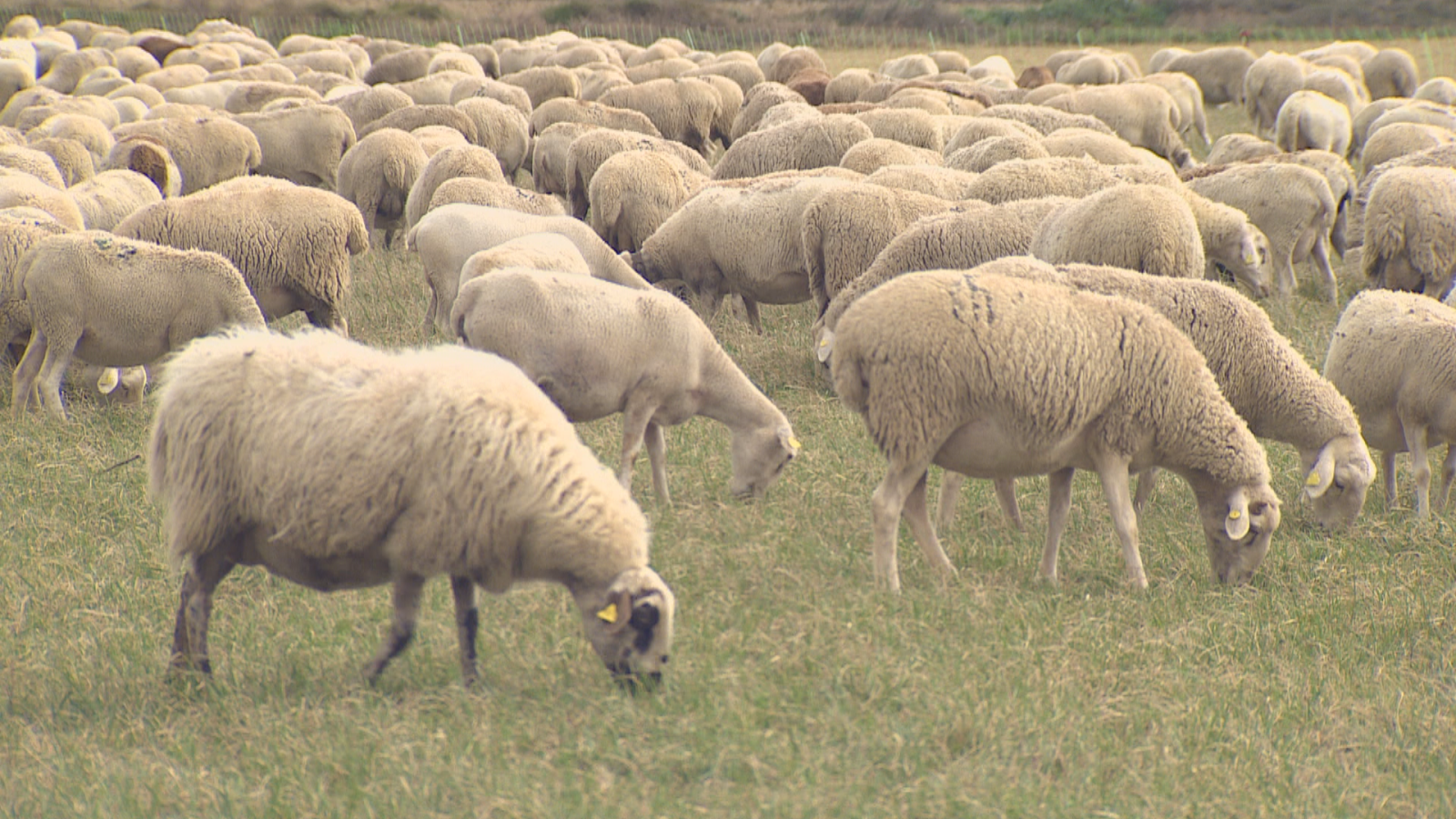La lana acumulada en las granjas aragonesas se podrá usar como abono - Noticias Aragón | Ver