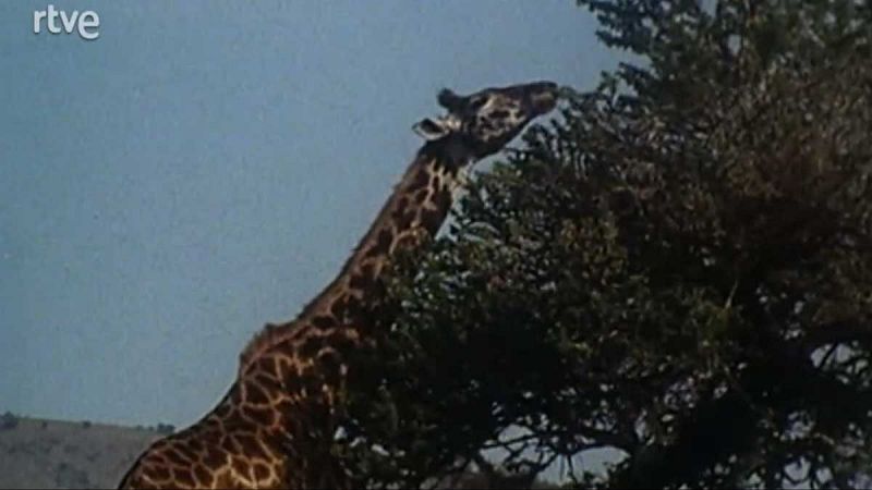 En la misma orilla - Fauna en Tanzania