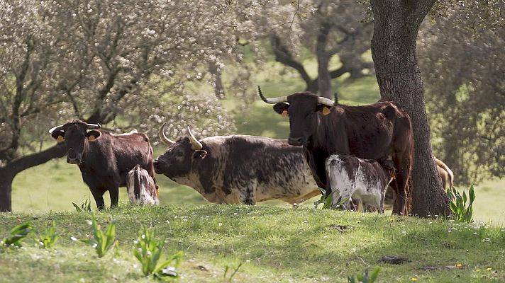 Tendido cero - Tendido Cero - 08/03/25