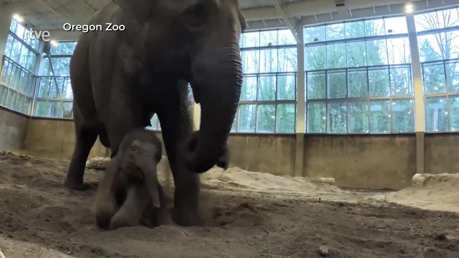 Elefantito aprende de mamá | Ver