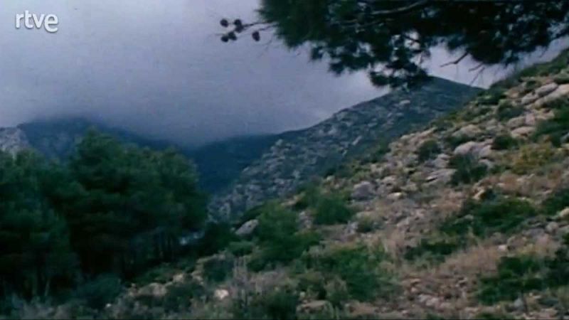 Montaas, vegetacin baja y rocosa, pinos y arbustos en primer plano, cielo nublado.