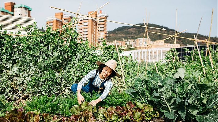  - Un real decreto para impulsar los comedores escolares saludables