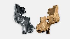 Descubren en Atapuerca el rostro humano más antiguo de Europa occidental