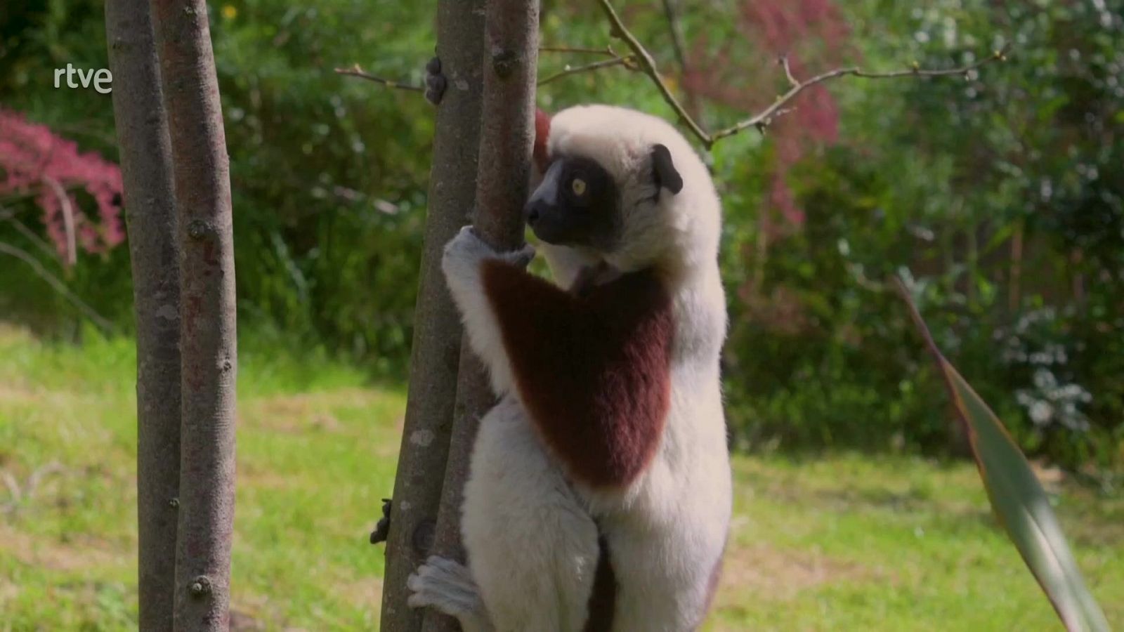 Lemur Bailarín