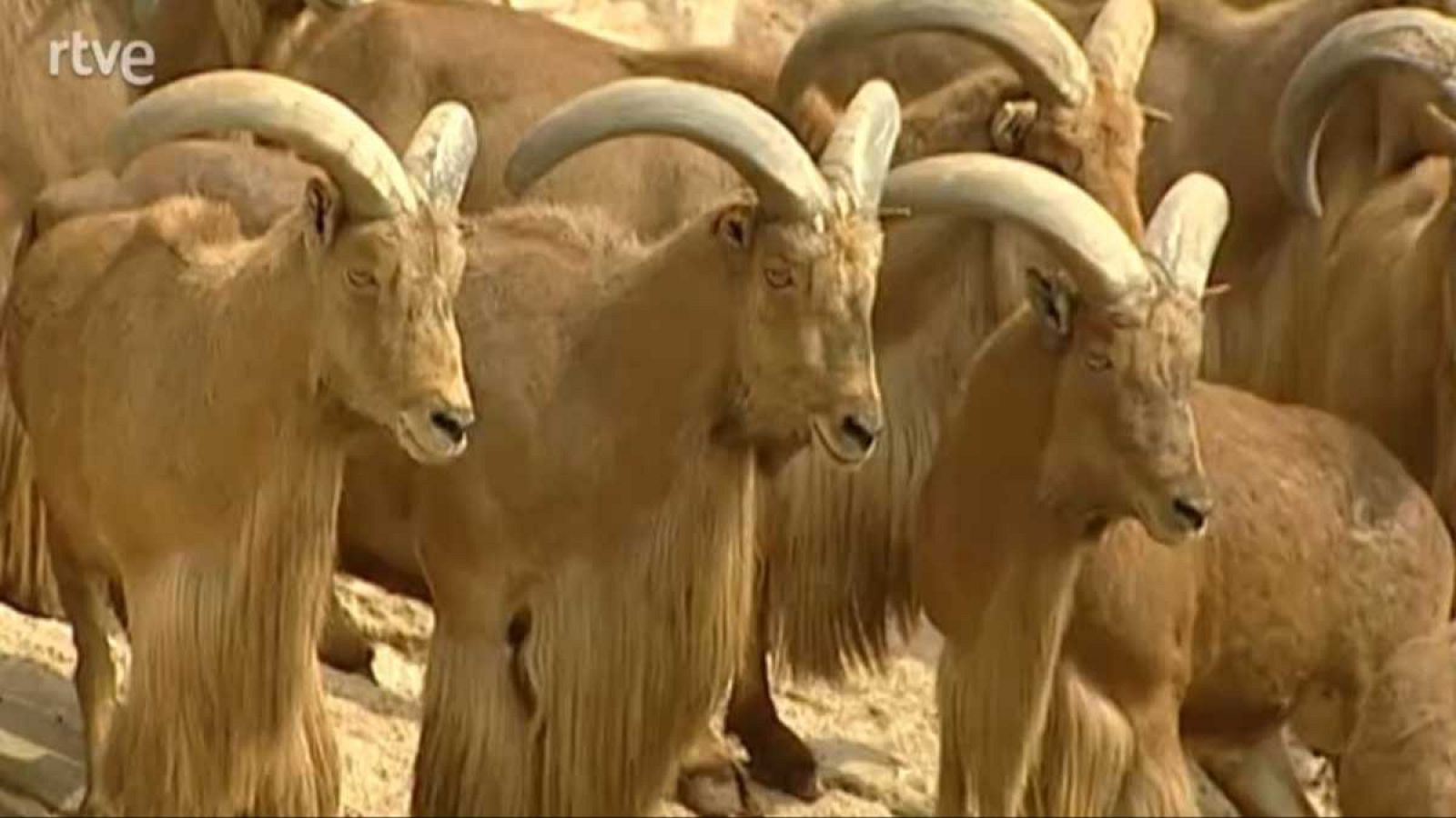 La aventura del saber - Una mente universal I. La atracción del desierto - La aventura del Saber | Ver