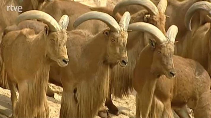 La aventura del Saber - Una mente universal I. La atracción del desierto