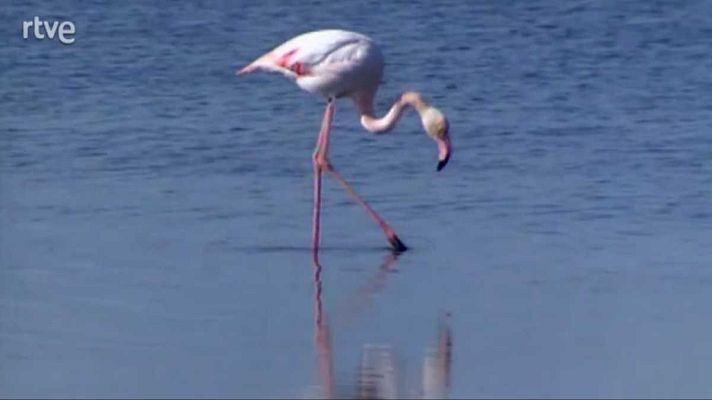 La aventura del Saber - Una mente universal II. La escuela de Doñana