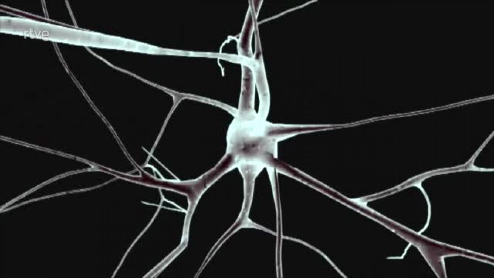 El cerebro puede cuidarse a sí mismo