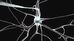 El cerebro puede cuidarse a sí mismo