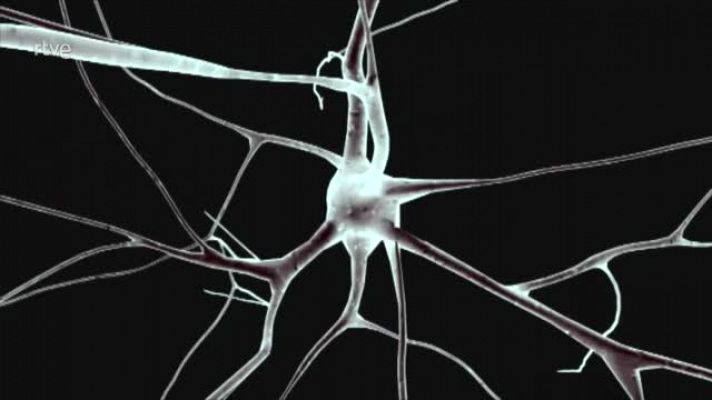 El cerebro puede cuidarse a sí mismo