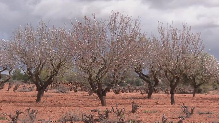 Aquí la Tierra - El renacimiento de los viñedos en Requena