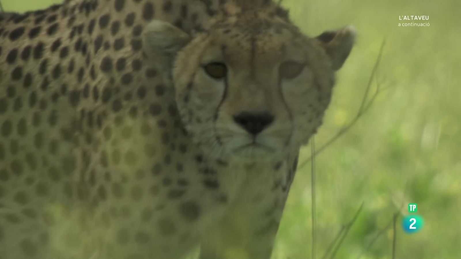 Grans documentals - El guepard, la trampa de la velocitat - Veure Ara