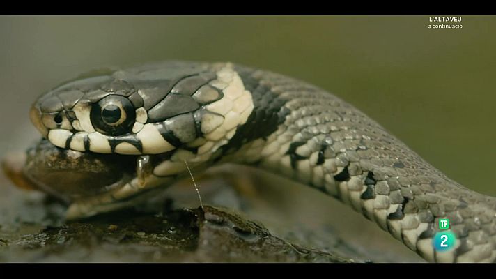 Som Documentals - Holanda salvatge: El delta vevent