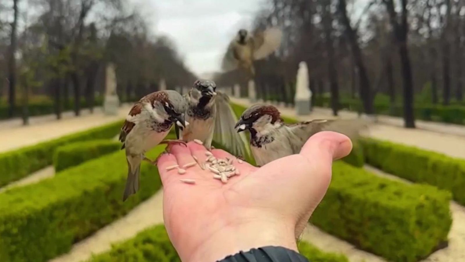 ¡Feliz día mundial del gorrión! - Aquí la Tierra | Ver