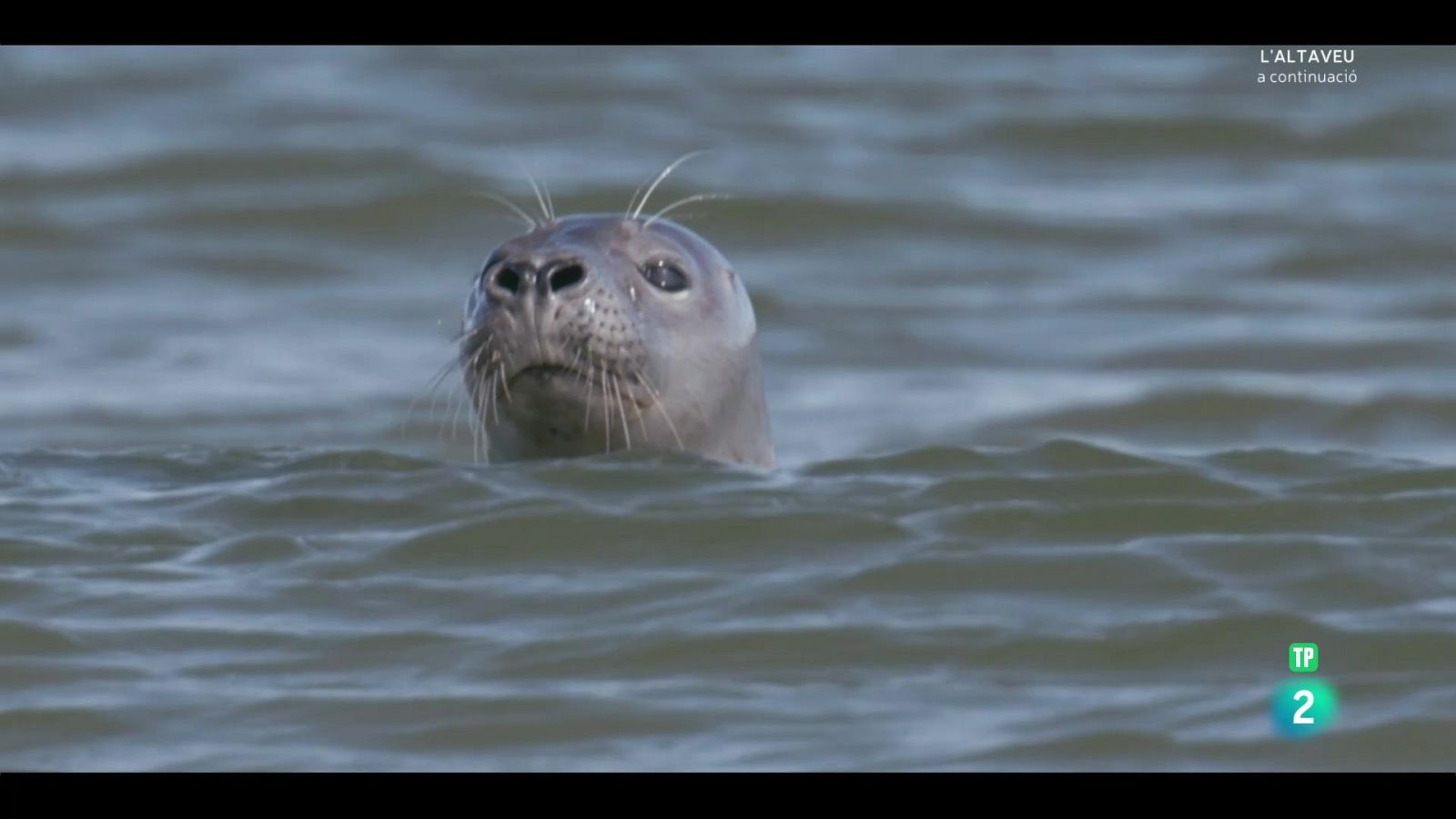 Grans documentals - holanda salvatge: sota el nivell del mar - Veure Ara