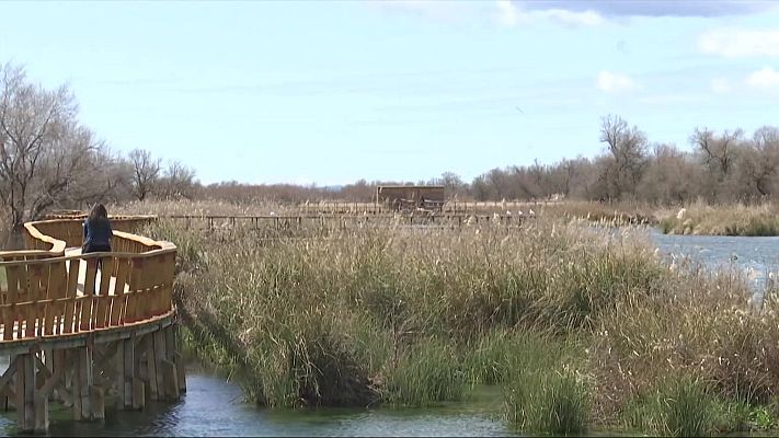 Telediario 2 - Los humedales de Doñana y Daimiel recuperan su esplendor con las lluvias de marzo