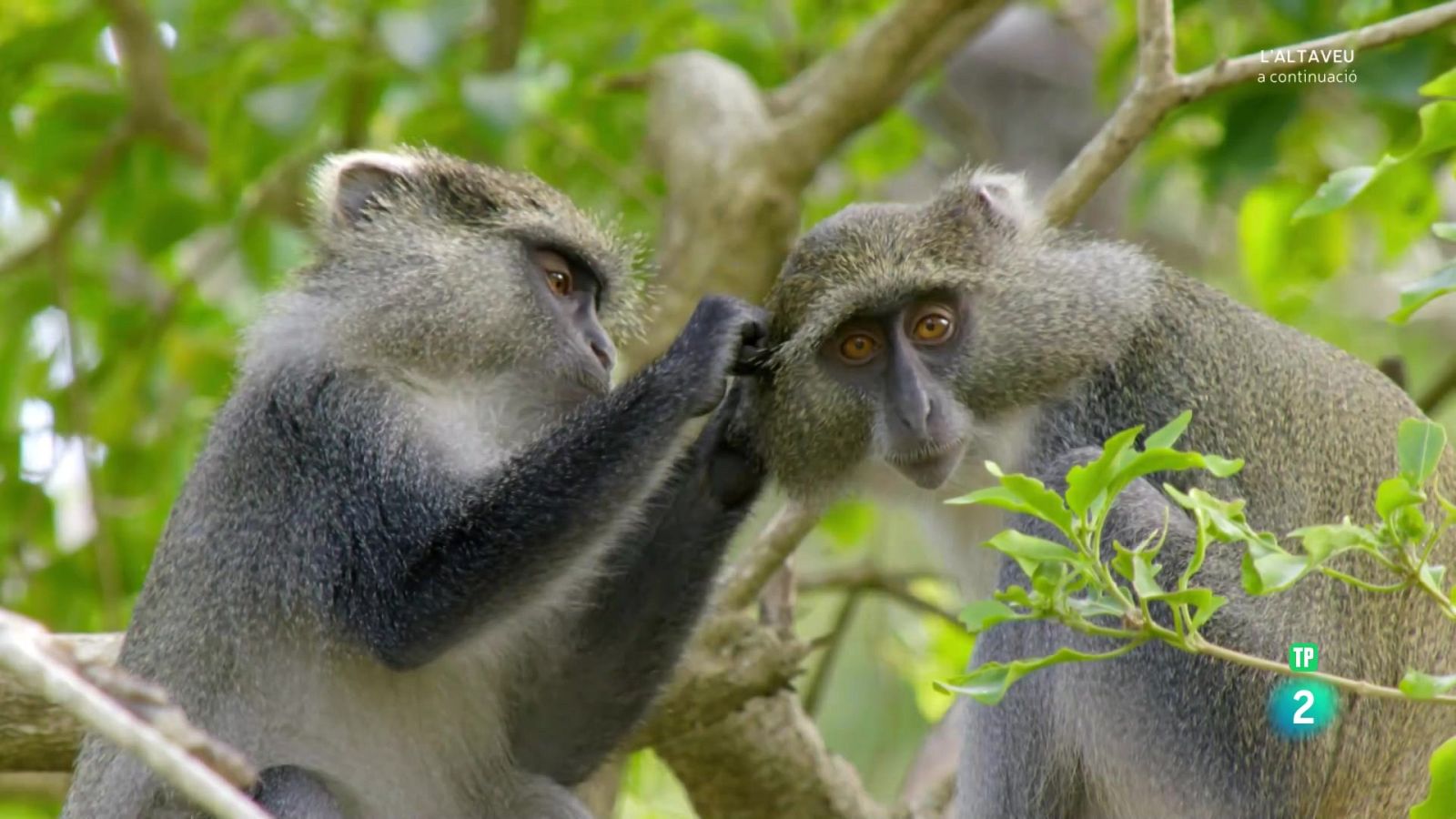Grans documentals - grans parcs naturals de l'àfrica. L'isimangaliso: el miracle - Veure Ara