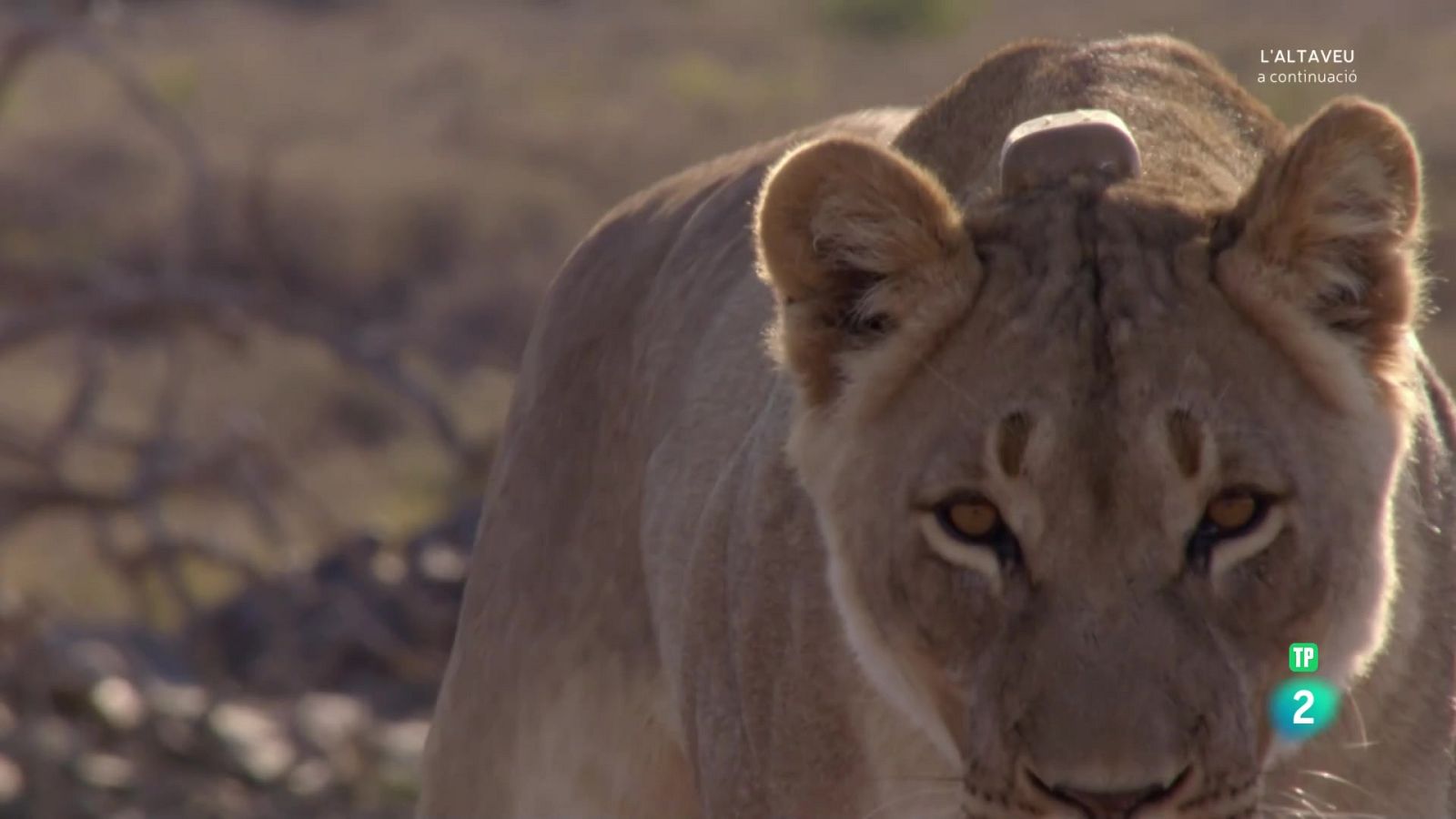 Grans documentals - Grans parcs naturals de l'Àfrica. El parc nacional de Karoo - Veure Ara