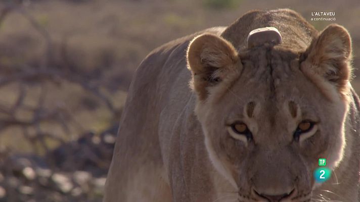 Som Documentals - Grans parcs naturals de l'Àfrica. El parc nacional de Karoo