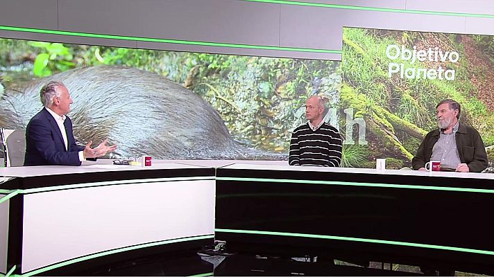 Objetivo Planeta - El visón europeo, el mamífero más amenazado