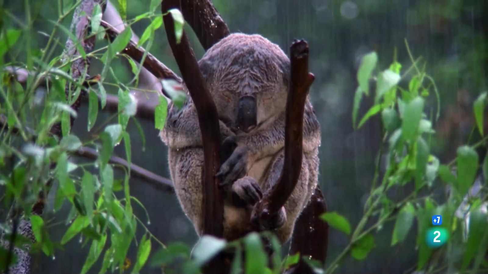 Grans documentals - Arsenal animal. Secrecions i olors - Veure Ara