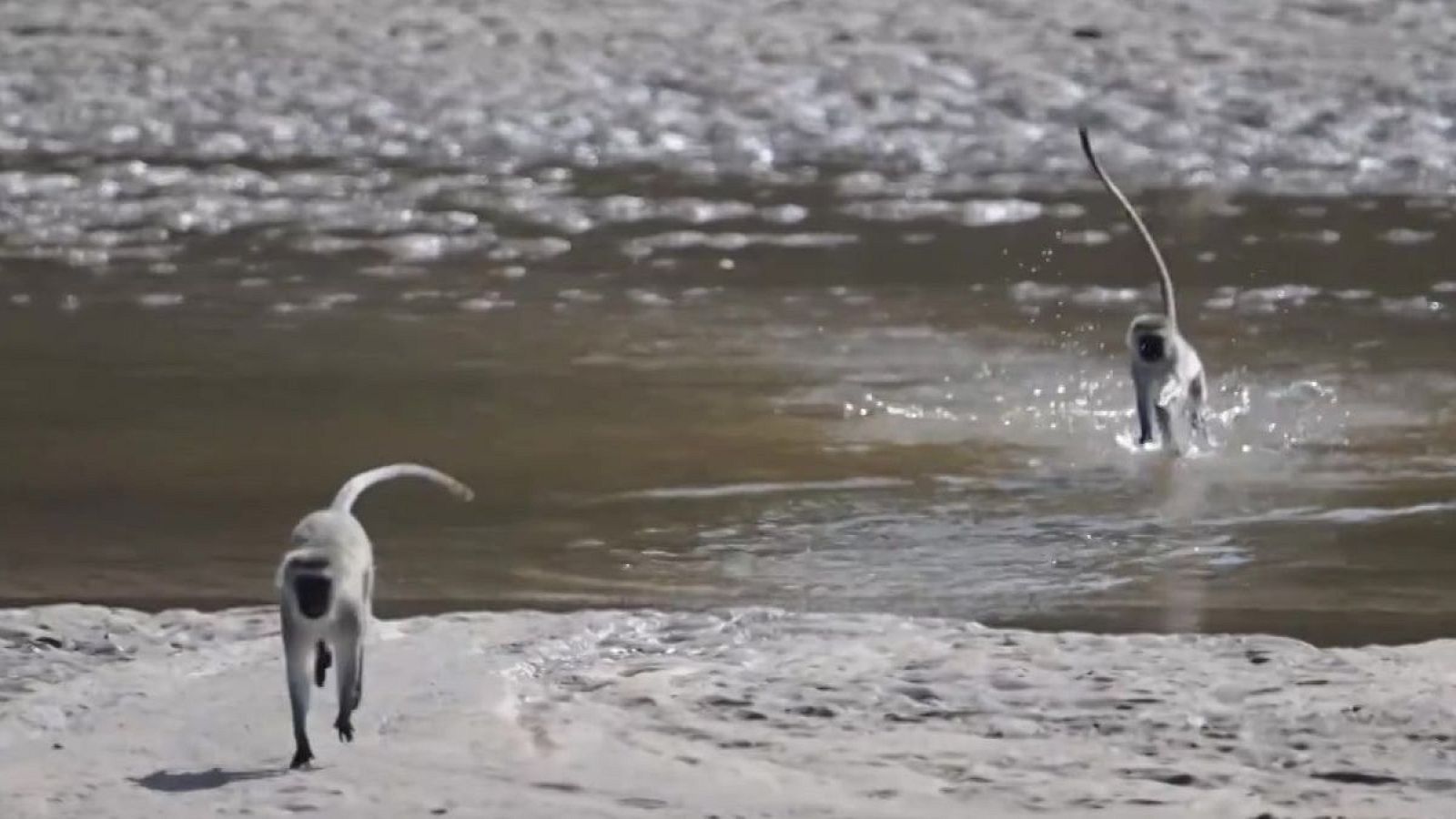 ¡Al agua, monos! - Aquí la Tierra | Ver