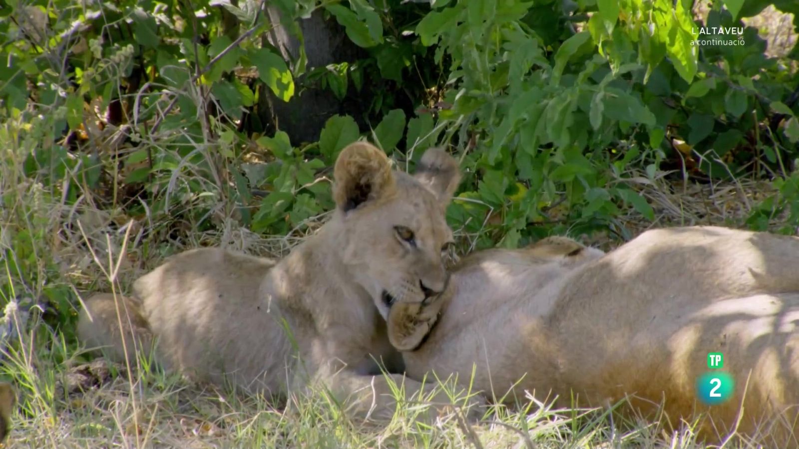 Grans documentals - Grans parcs naturals de l'Àfrica: Chobe, un lloc per aprendre - Veure Ara